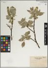 Foto von Salix lanata L.
